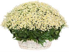 Цветочная композиция из Ромашки в корзине #REPLACE_PRED# Урожайном